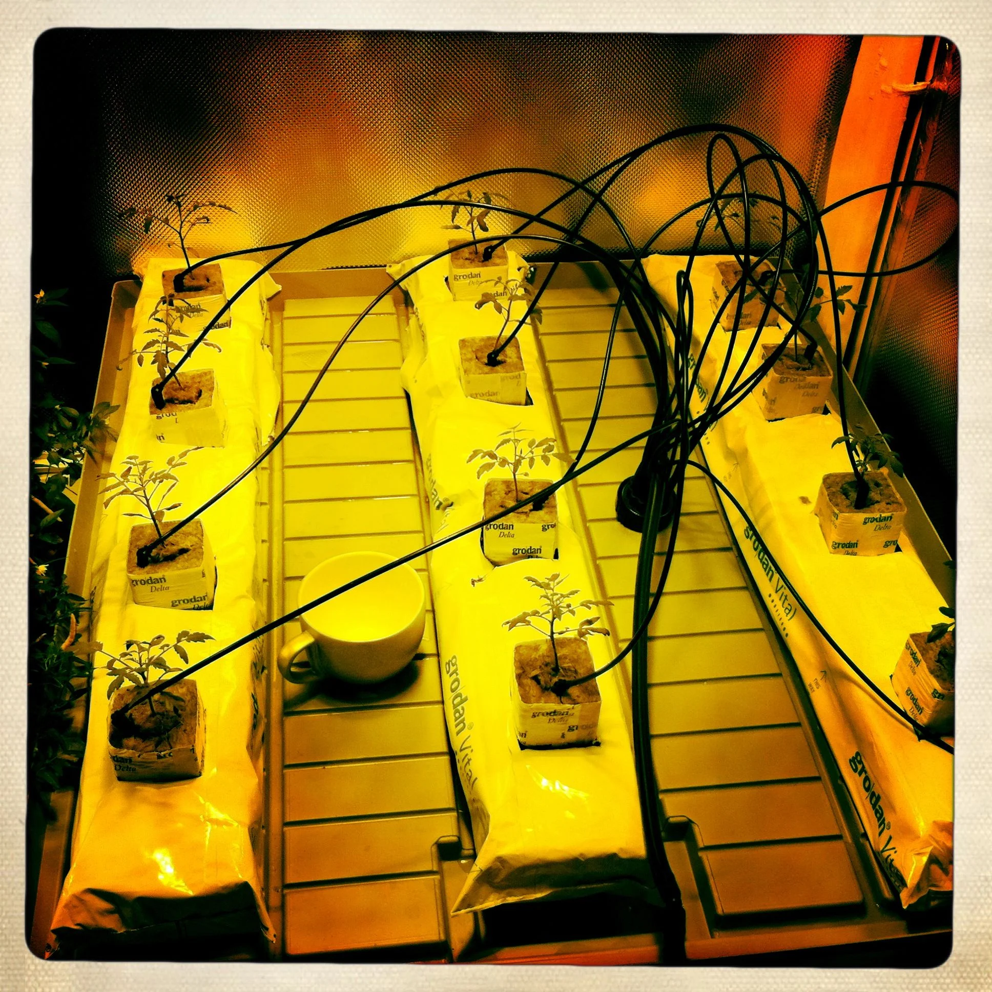 Aeroponic drip-fed tomatoes