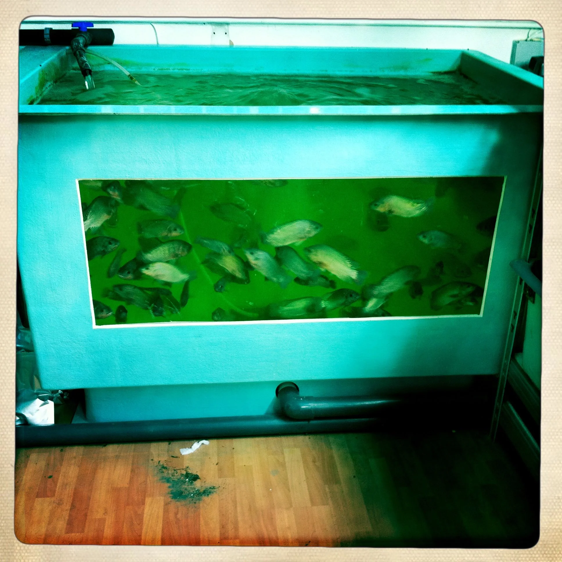 Aquaponics using Talapia