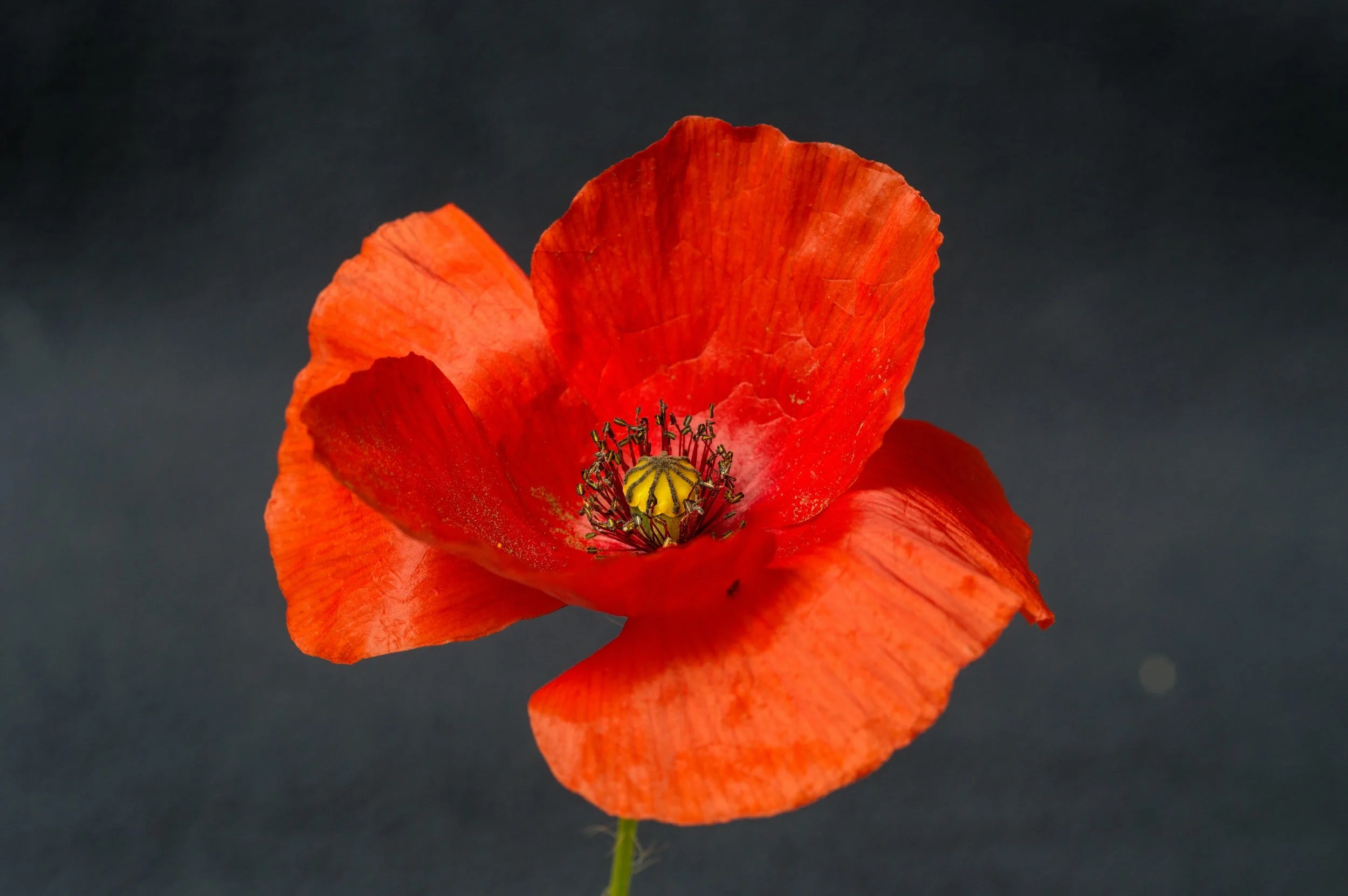 Remembrance Services 2025