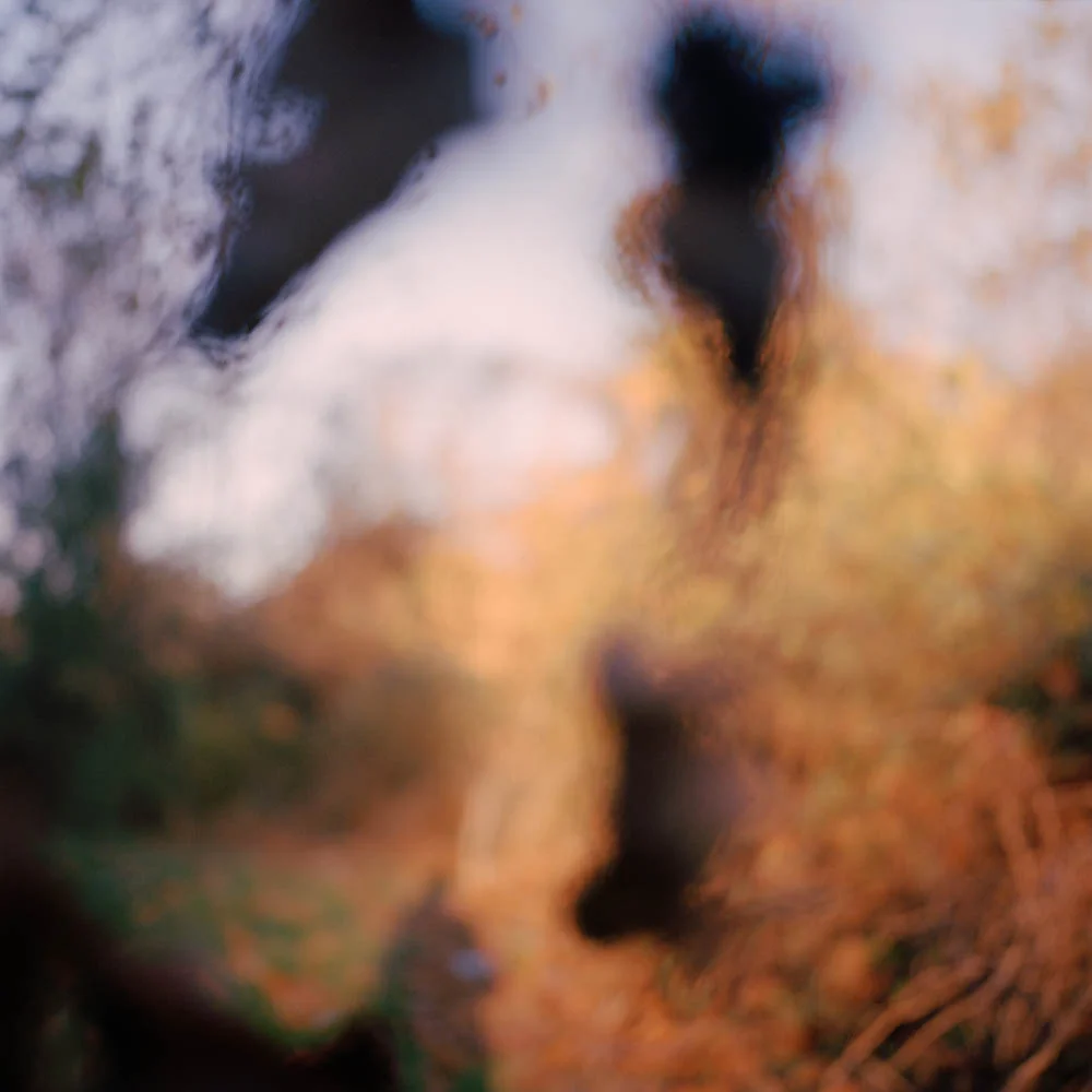 leaves2.jpg