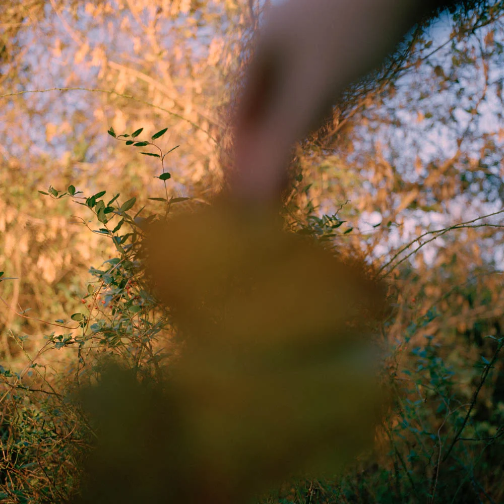 leaves3.jpg