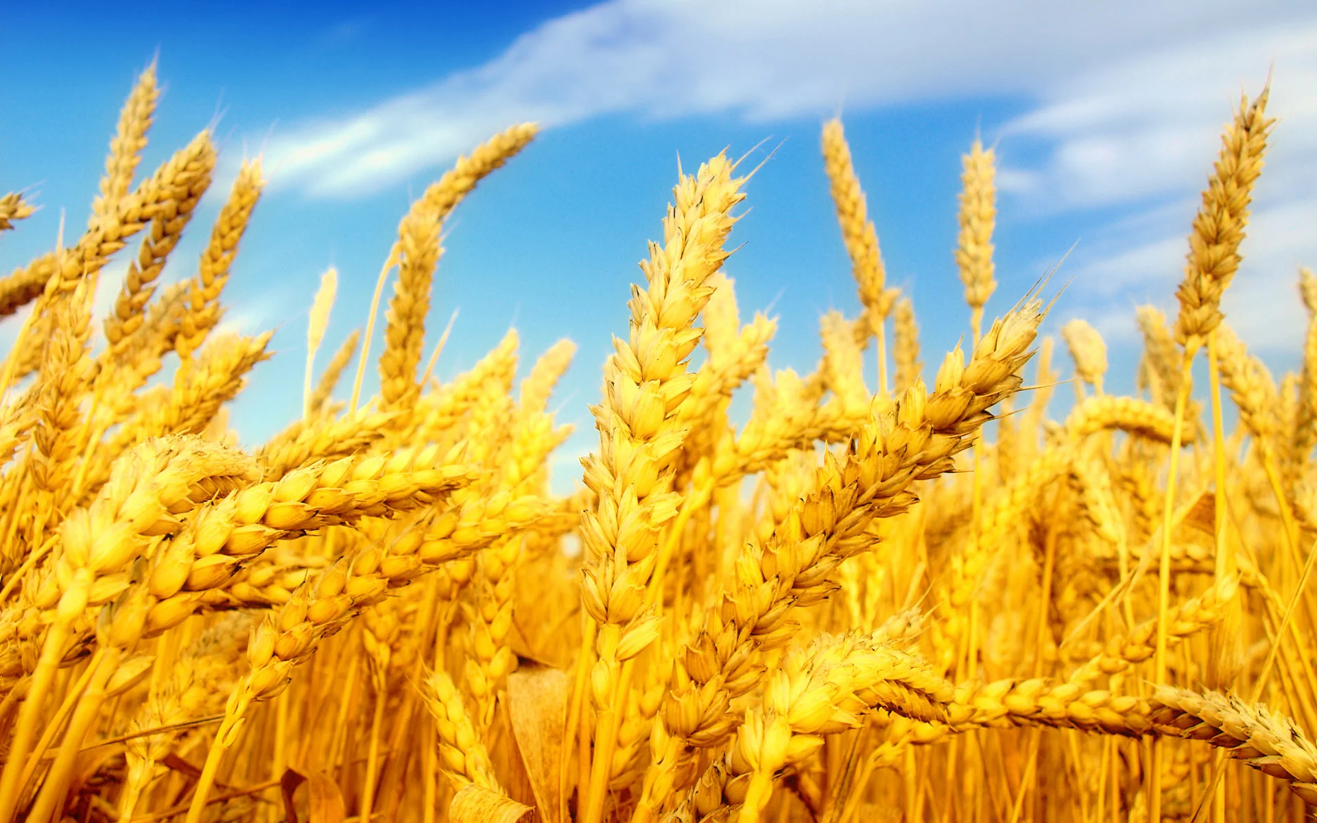 wheat-field-32.jpg