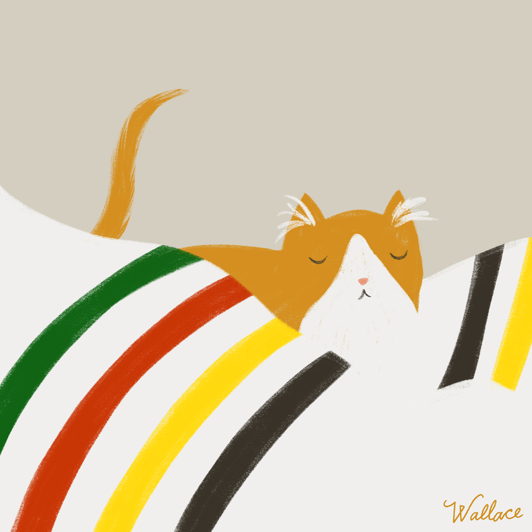 cozy-cat.gif