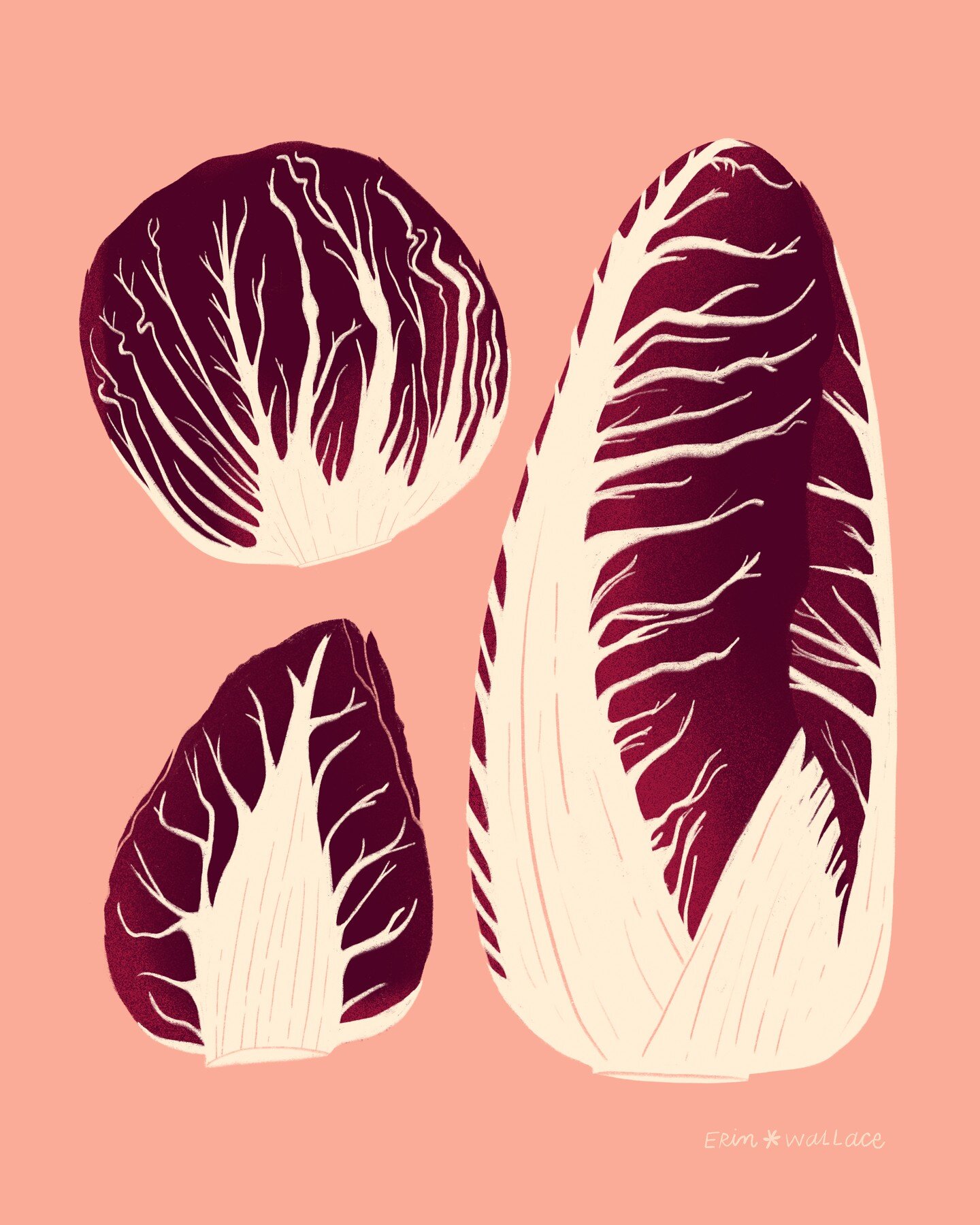Always dreaming about radicchio.&nbsp;💜

Still in the midst of my shop reset! 25% off with code SUMMER! Thanks to everyone who's made a purchase in the last week!

#theydrawandcook #erindrawsfood #foodillustration #radicchio #chicory
