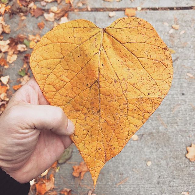 I finally found the perfect leaf 💛👌🏼🍂 #fall  #diabeacon