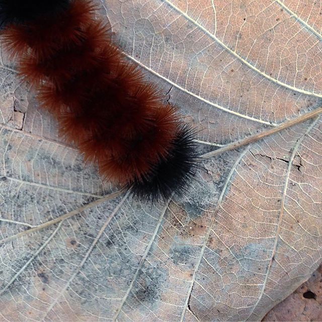 Fall is almost gone and it's been a rough week for all of us... here's a sweet fuzzy caterpillar to take you through the week 🐛
