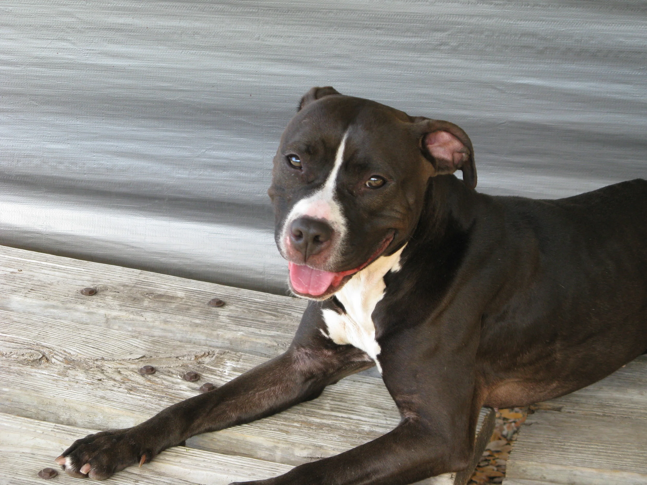 Pit Bull Rescue Lakeland Florida