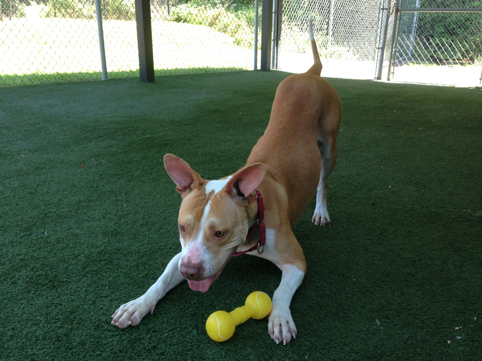 Here is Bab's now. You can see what a playful, sweet girl she is! She is happy to be off the streets and is looking for that special family to love her forever. 