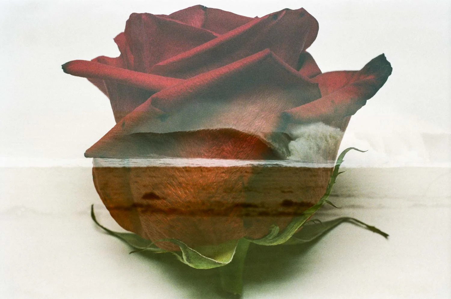 Ventura County In A Rose