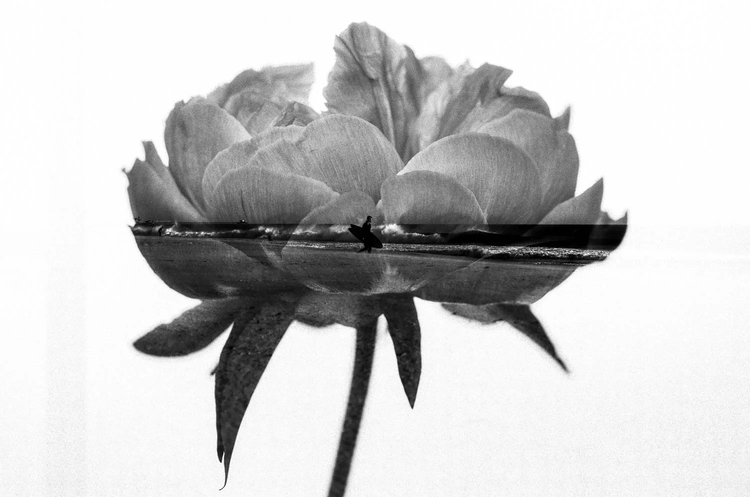 Newport Beach In A Peony