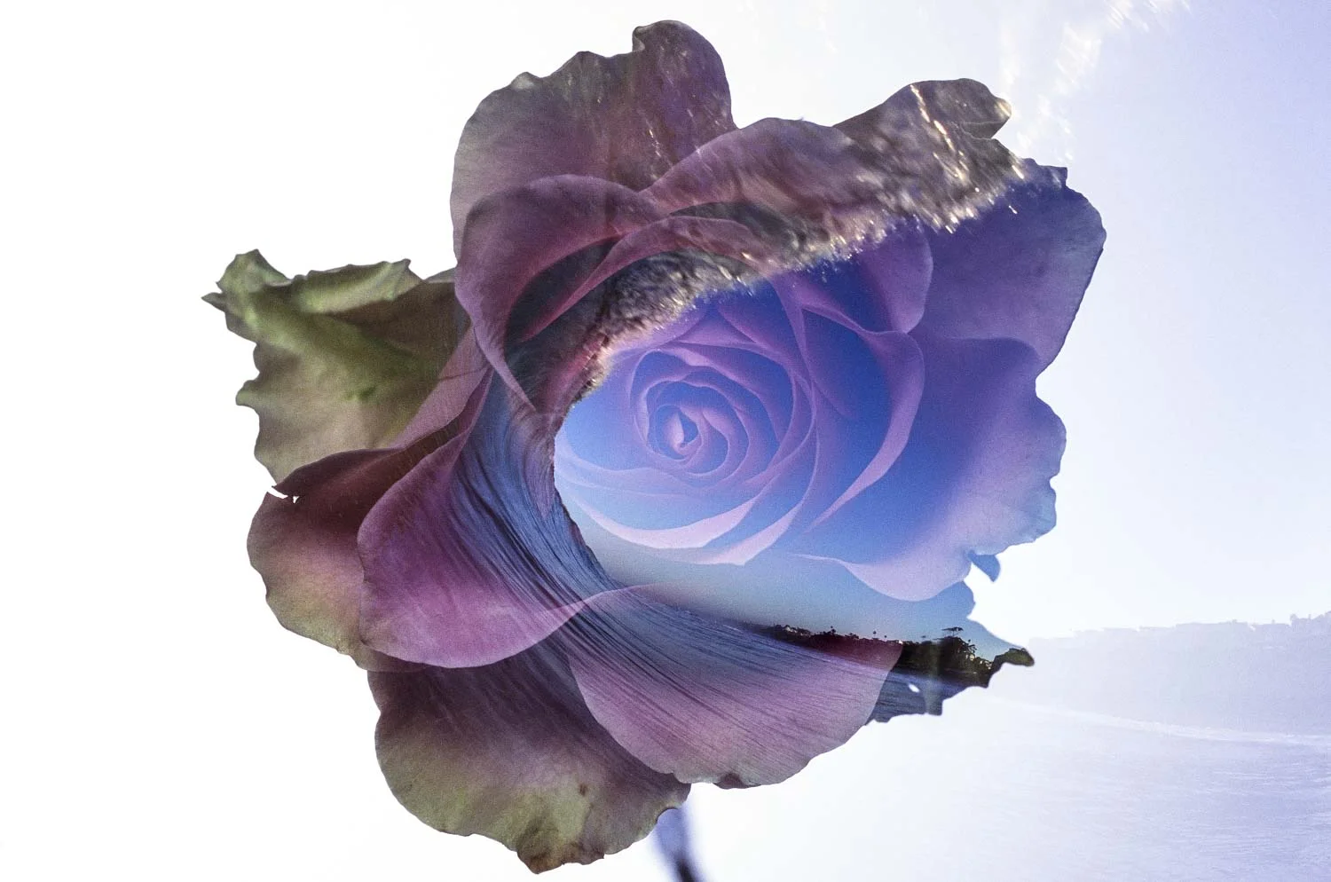 San Clemente In A Rose