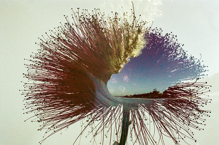 San Clemente In A Calliandra