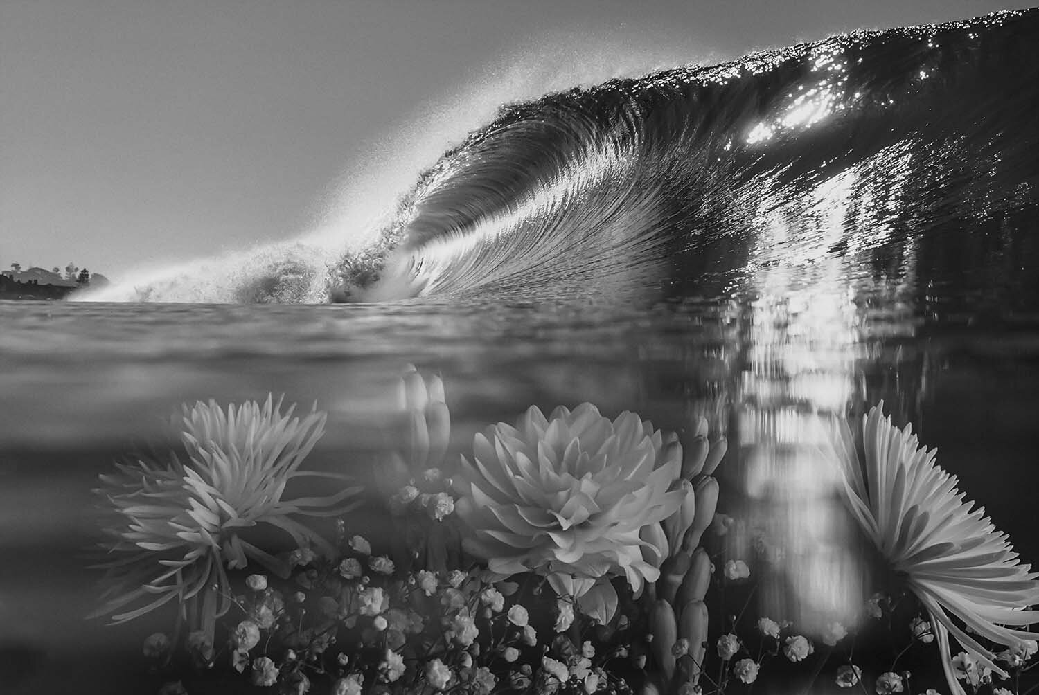 Oceanside Over A Floral Reef