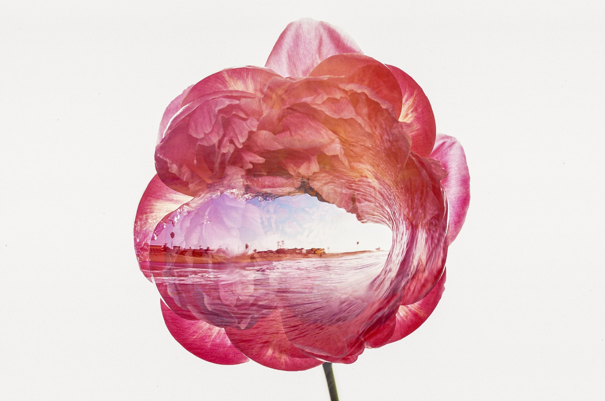 Seal Beach Double Exposed In A Peony