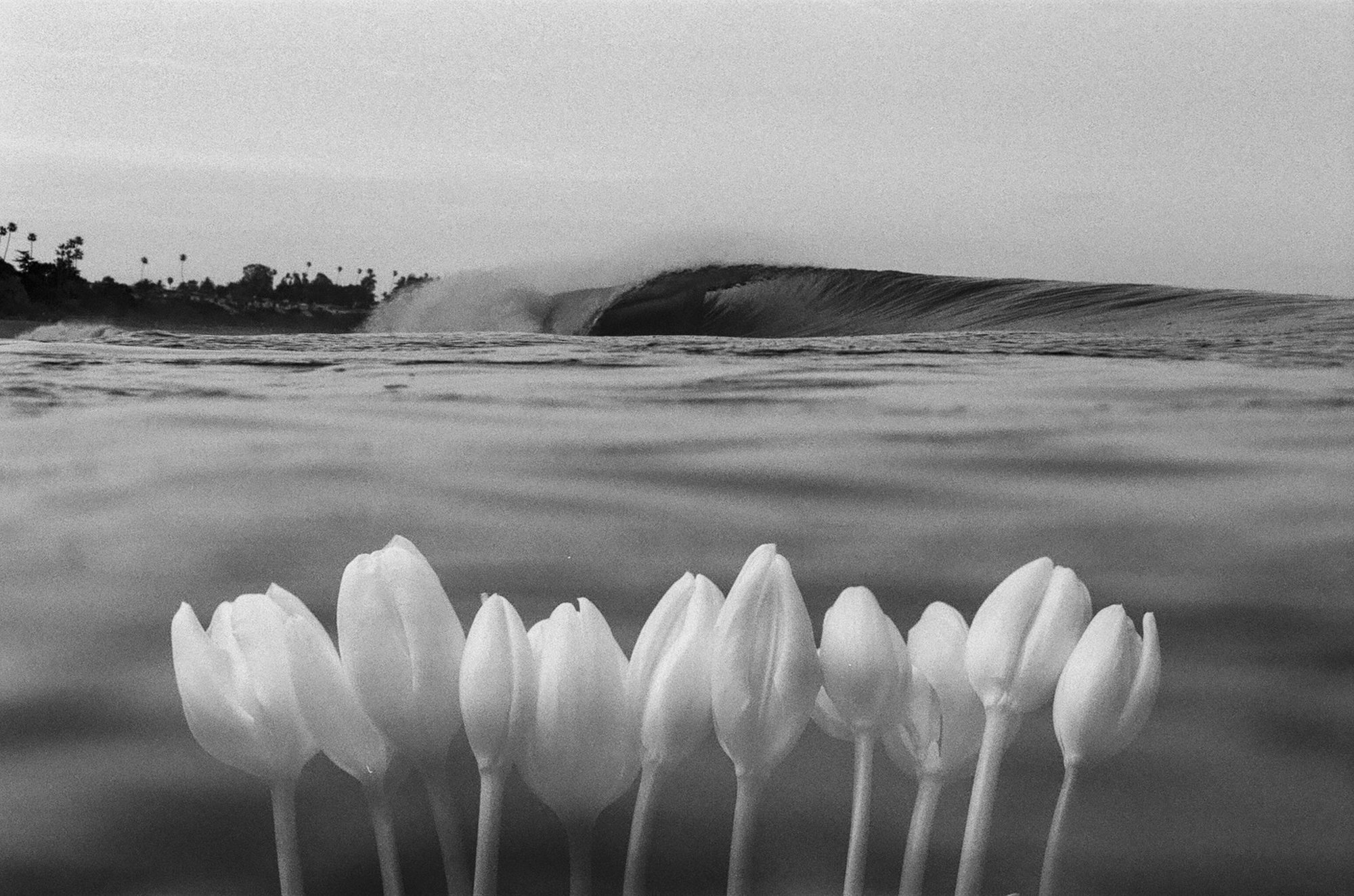 San Clemente Over Tulips