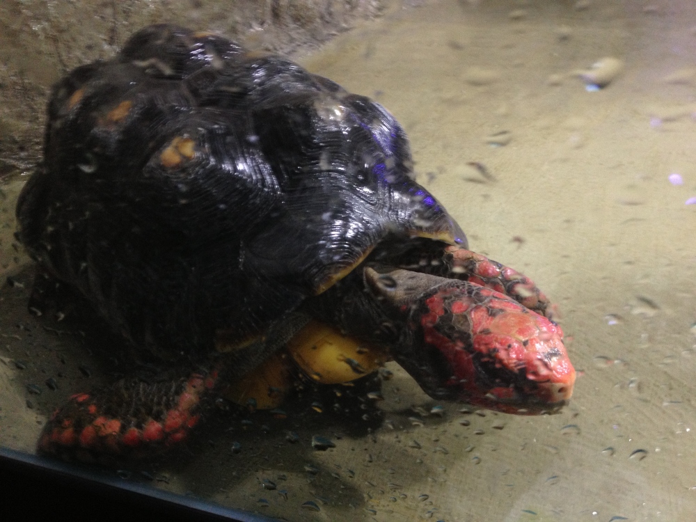 Crazy turtle that climbed on everything