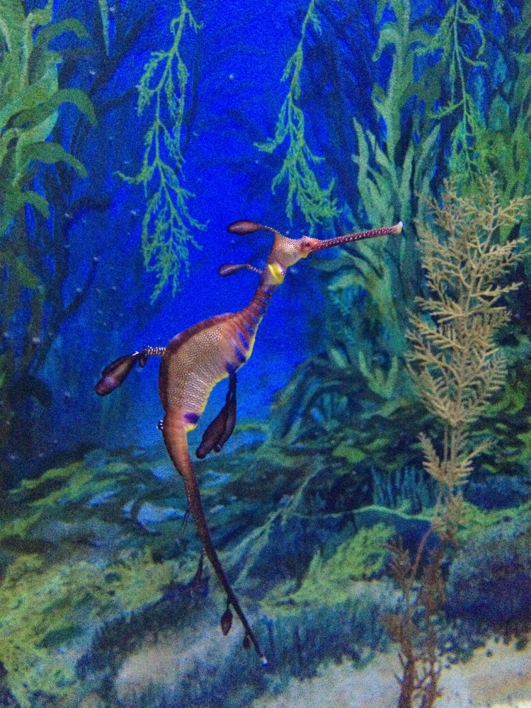  Mind-blowing seahorse 