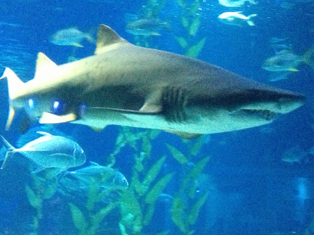  Evil shark 1 