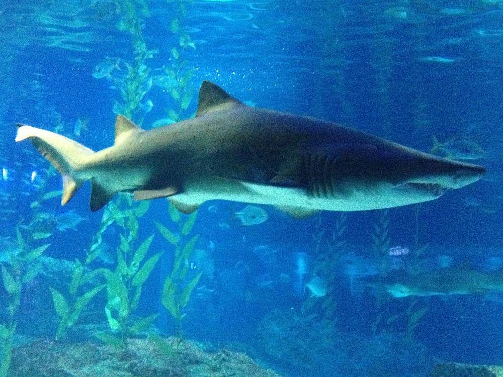 Evil shark 2