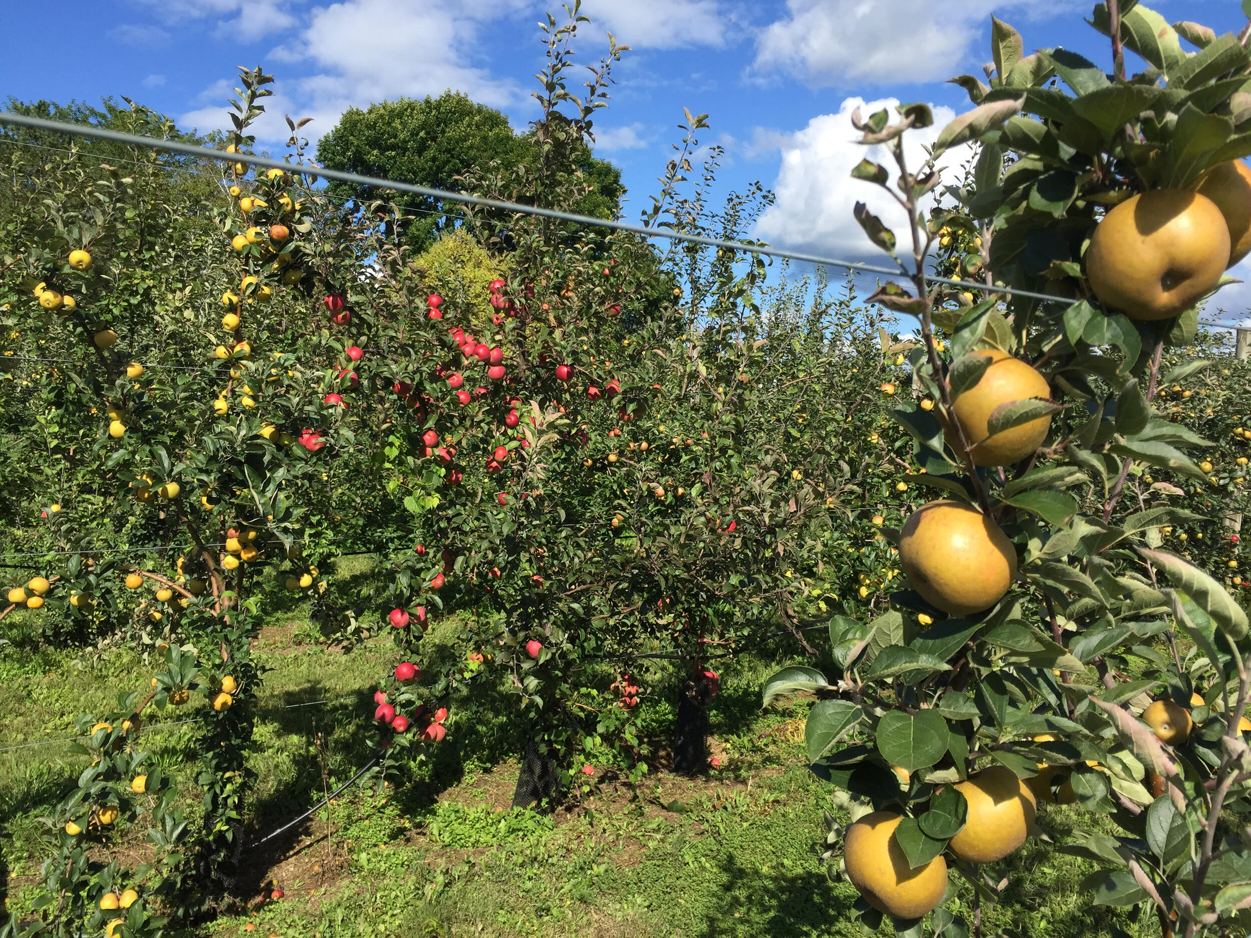 Baldwin Apple Tree Organic – Hudson Valley Seed Company