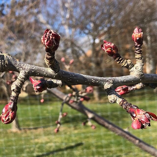 Each year this sturdy Niedwetzkyana apple tree presents its colors.  It anticipates the changing season with a singular focus.  Tight Cluster, Pink, Bloom, Petal Fall will soon follow.  A yearly reminder that the orchard is the ultimate escape. #orch