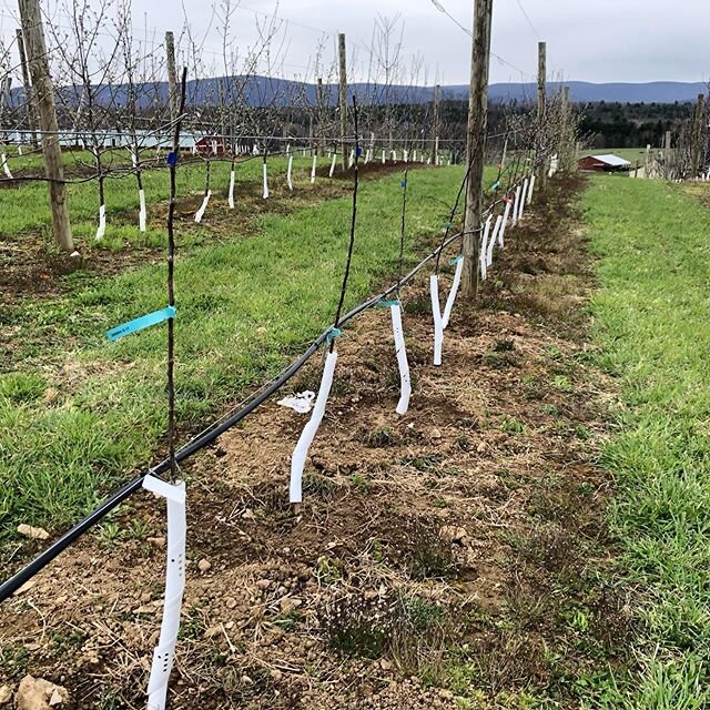 Despite the overcast weather in Upstate New York, we managed to plant a number of new varieties in our orchard.  These dwarf trees should crop in a couple of years.  We got a few cherry trees in the ground as well.  #hardcider #cider #originalsin #ny