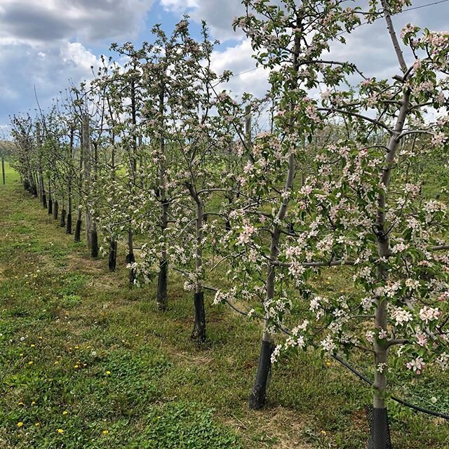 The bees have been active in our orchard.  Looks like we are gonna have a big crop of Zestar!, Pixie Crunch, Harrison, Ashmead's Kernal, Golden Russet, Black Oxford, Wickson and Redfield this year!! #originalsin #hardcider #cider #nyapples #originals