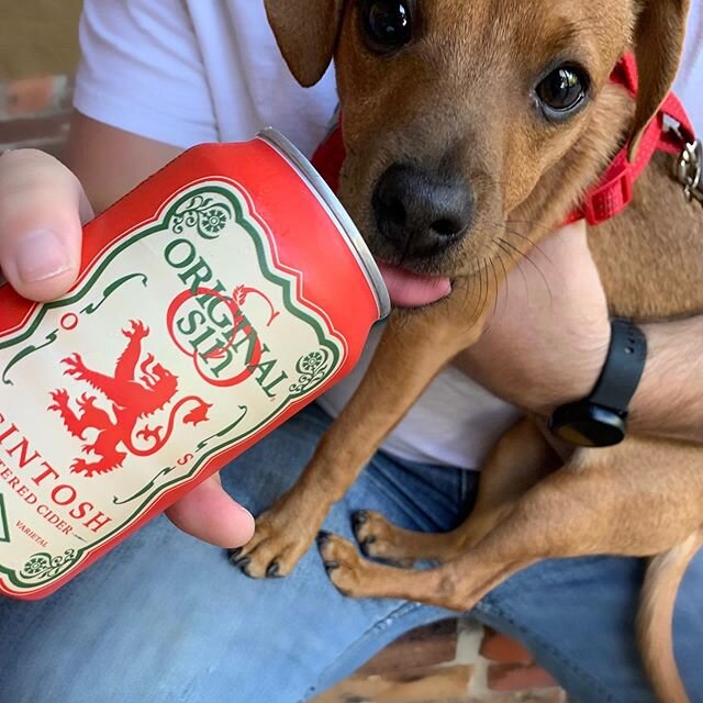 It's national rescue dog day!  cheers to @originalsinfl and her adorable dog Leo.  Awesome to see Leo enjoying the beautiful day with his new family.  #originalsin #hardcider #cider #originalsincider #pickcider #rethinkcider #freshlypressednyapples #