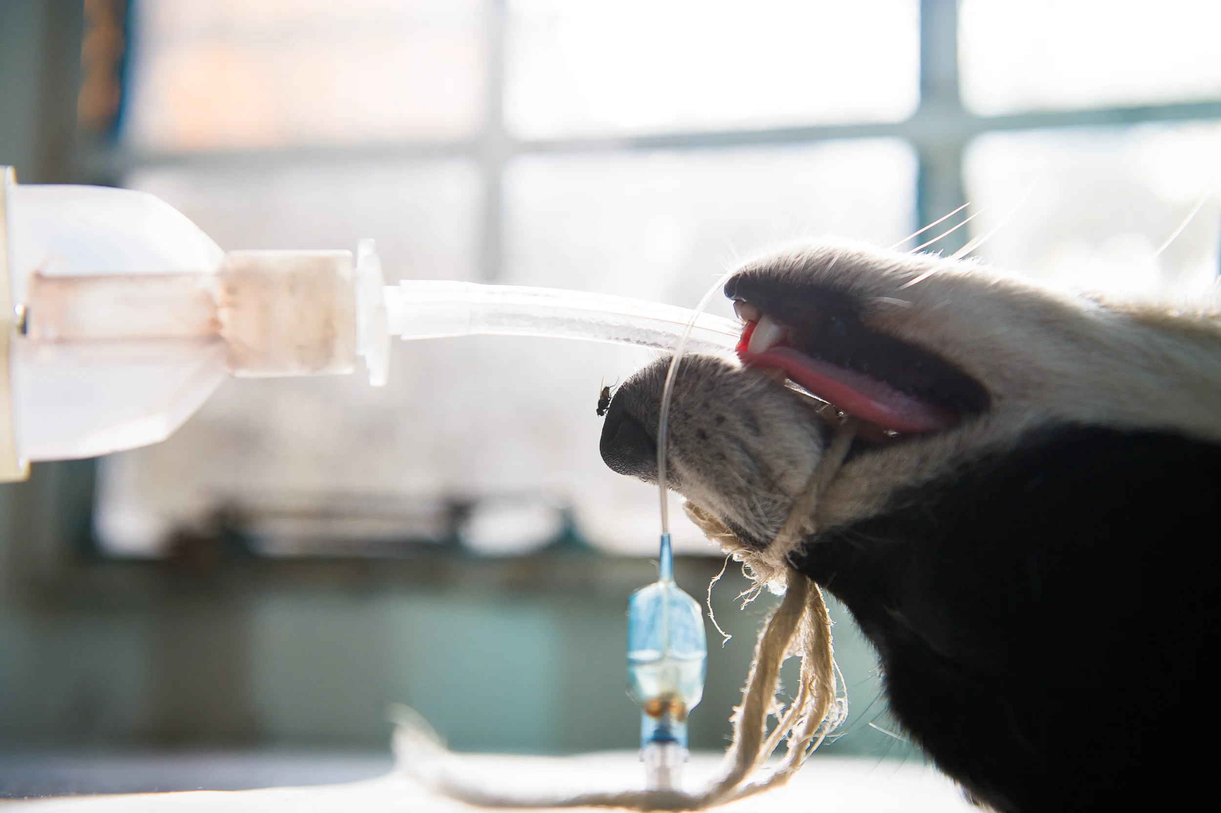 A ventilator keeps a dog in surgery breathing.
