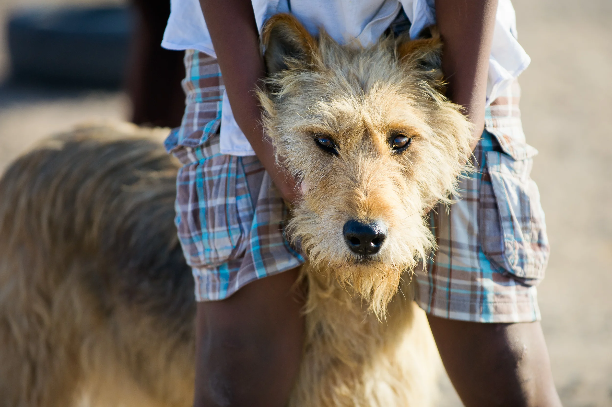 Proper leashes are an uncommon site in Khayelitsha. Kids will try almost anything to keep their pet in line.