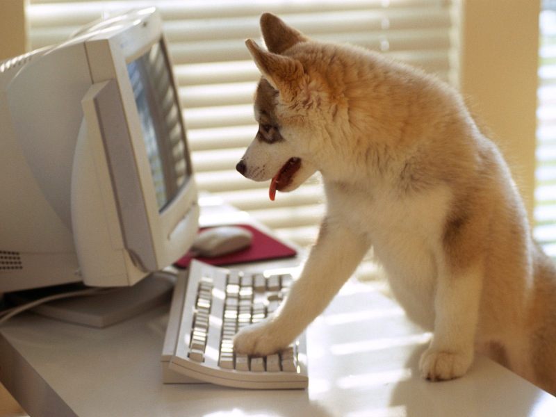 dog working with computer-581064.jpeg
