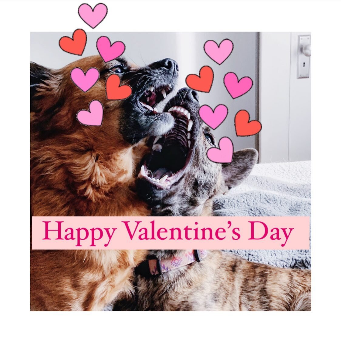 🦊🐯: smoochies to everyone on Valentine&rsquo;s Day! &hearts;️&hearts;️&hearts;️
.
.
.

#valentines #rescuedogsrule #dogsofinstagram #muttsofinstagram #adoptdontshop #instagramdogs #dogslife #bestwoof #formosanmountaindog #puppylove #mutts #chihuahu