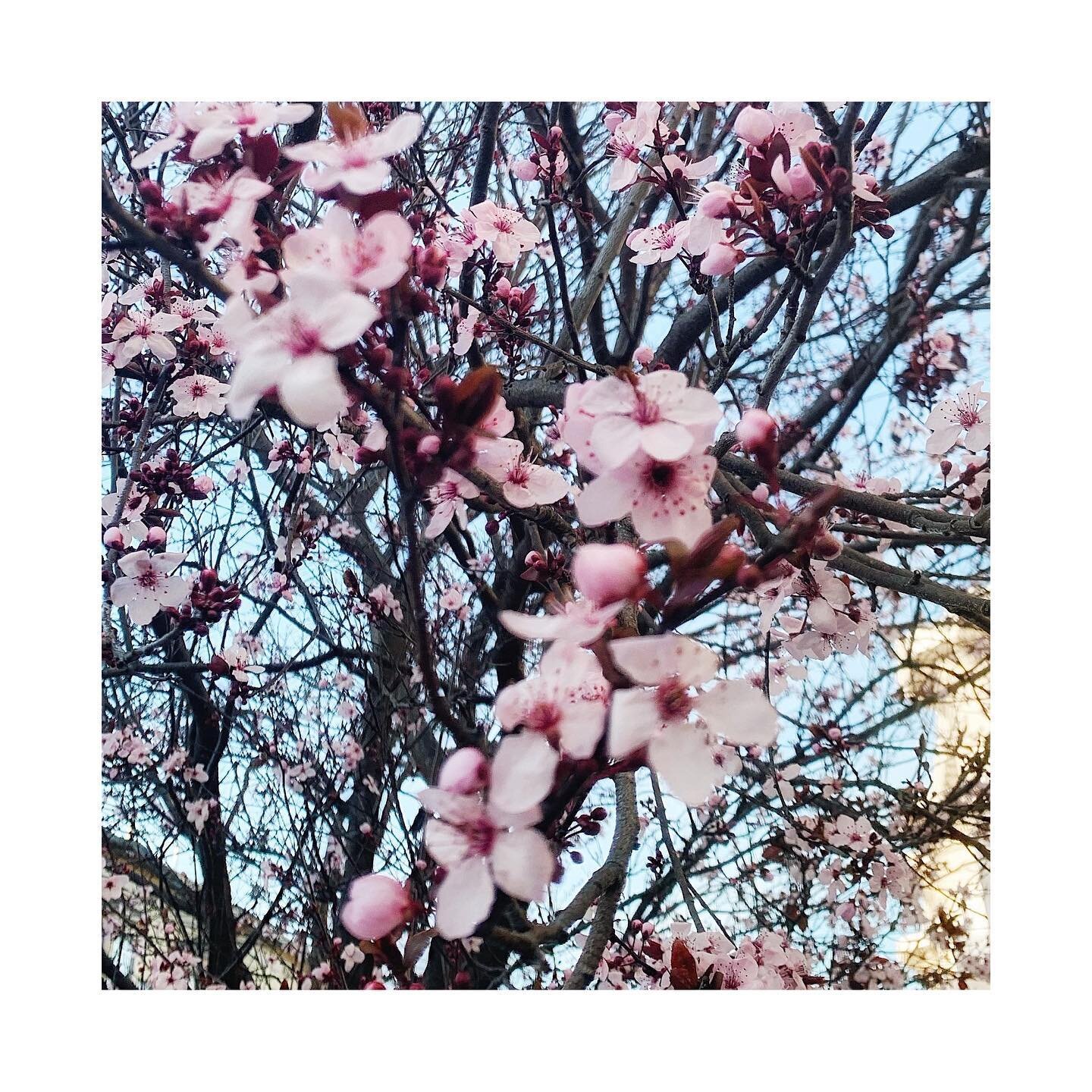 🏃🏻&zwj;♀️seen on my run: from snow banks to cherry blossoms in just two weeks, Spring has sprung 🌸🍒
.
.
.

#trailrunning #ilovetorun #instarunners #runsf #irun #trailrunner #womensrunningcommunity #seenonmyrun #runstrong #runnergirl #loverunning 