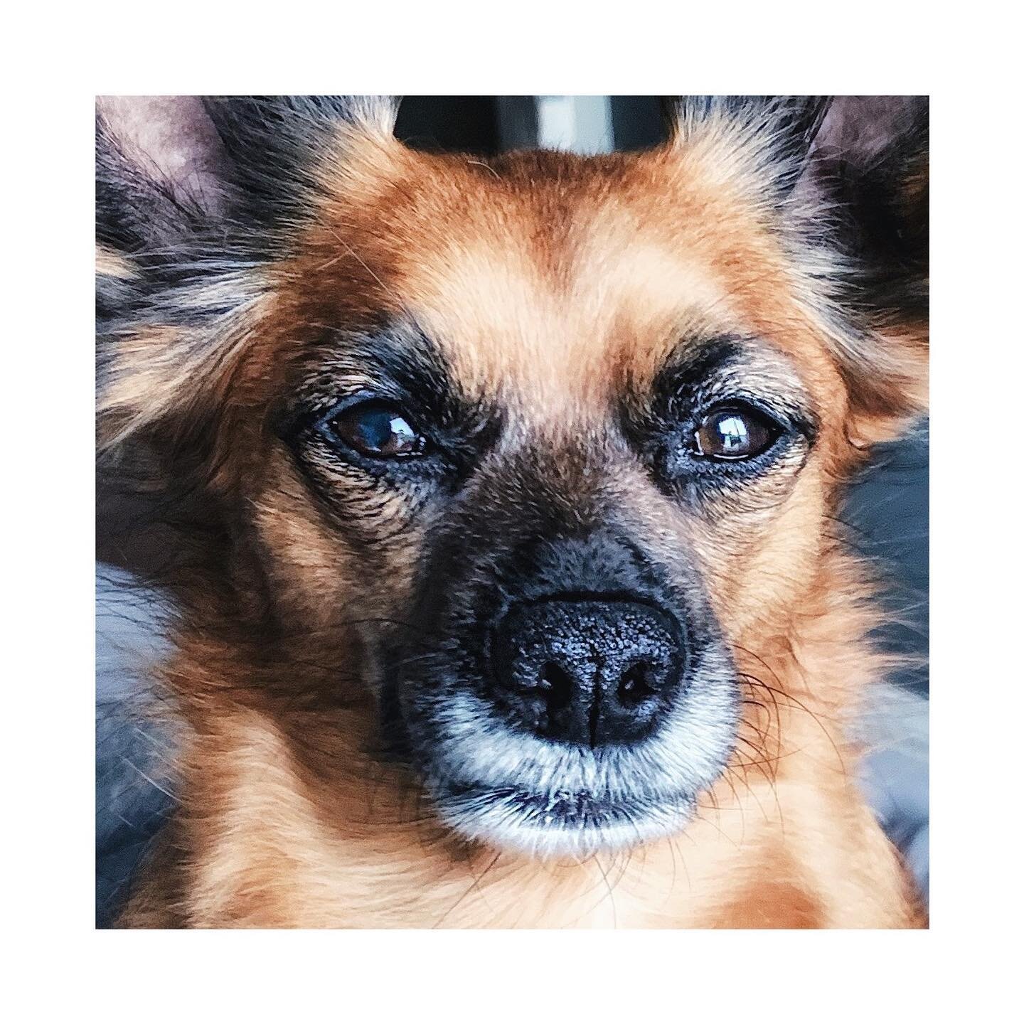🦊: I made da ultimate sacrifice today and let Mahm take a closeup of me. I did it for da people. Not all hero&rsquo;s wear capes... -Foxy
.
.
.

#rescuedogsrule #dogsofinstagram #woofwoof #adoptashelterdog #chihuahuasofinstagram #dogslife #bestwoof 