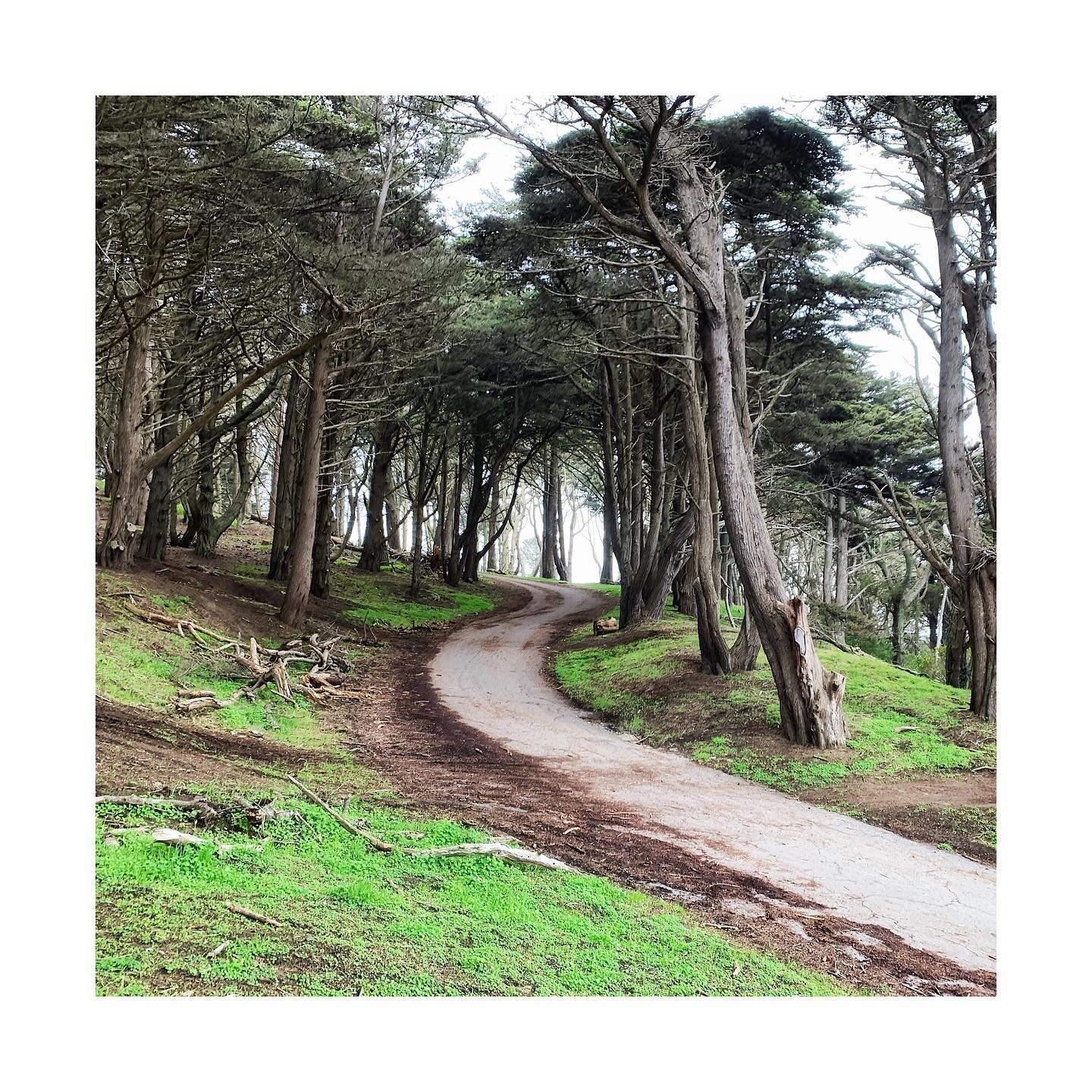 🏃🏻&zwj;♀️seen on my run: into the woods I go. I went with local bird songs instead of a podcast. Highly recommended. 5 out of 5 stars 🐦
.
.
.
#goldengatepark #trailrunning #ilovetorun #instarunners #runsf #irun #trailrunner #womensrunningcommunity