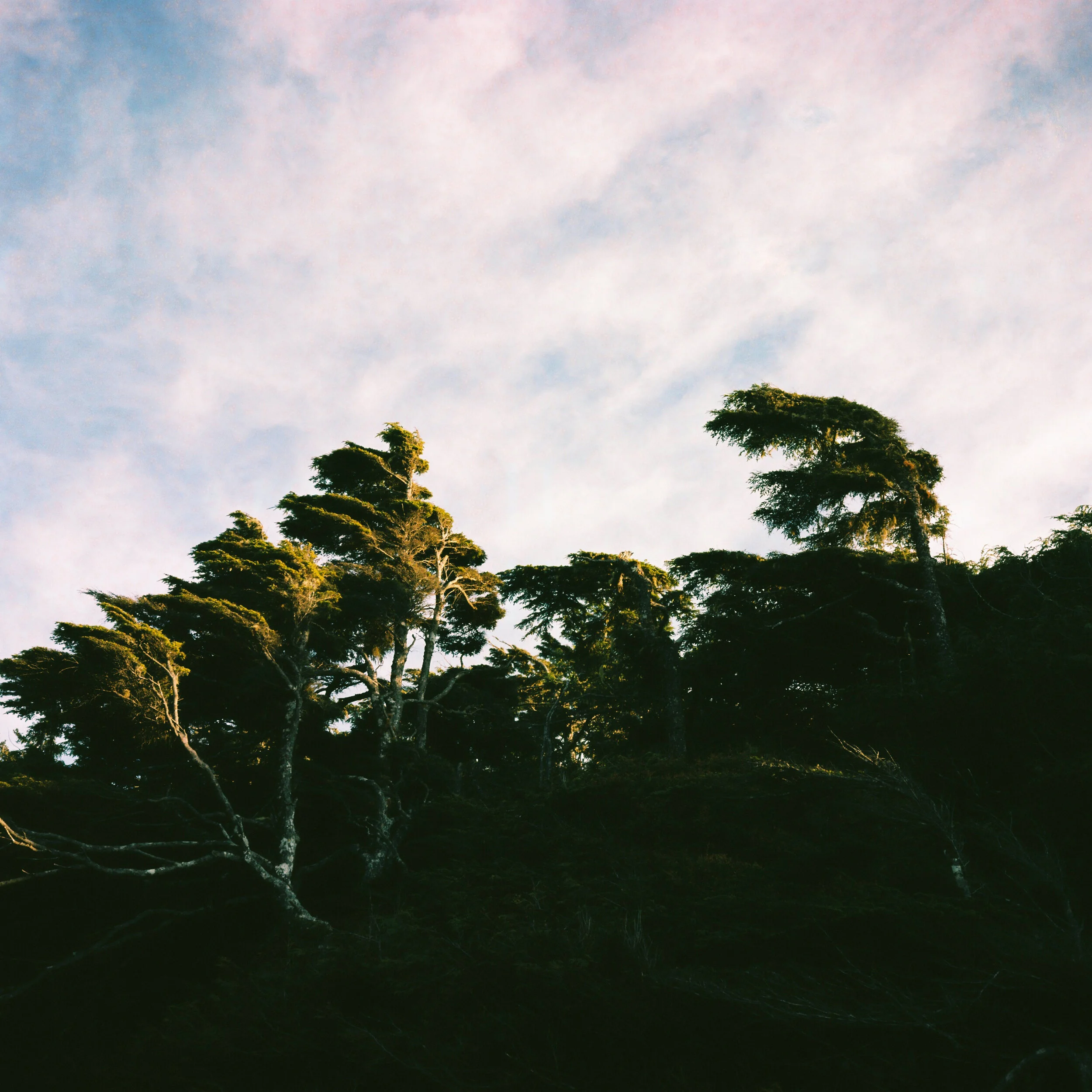 Tofino.jpg