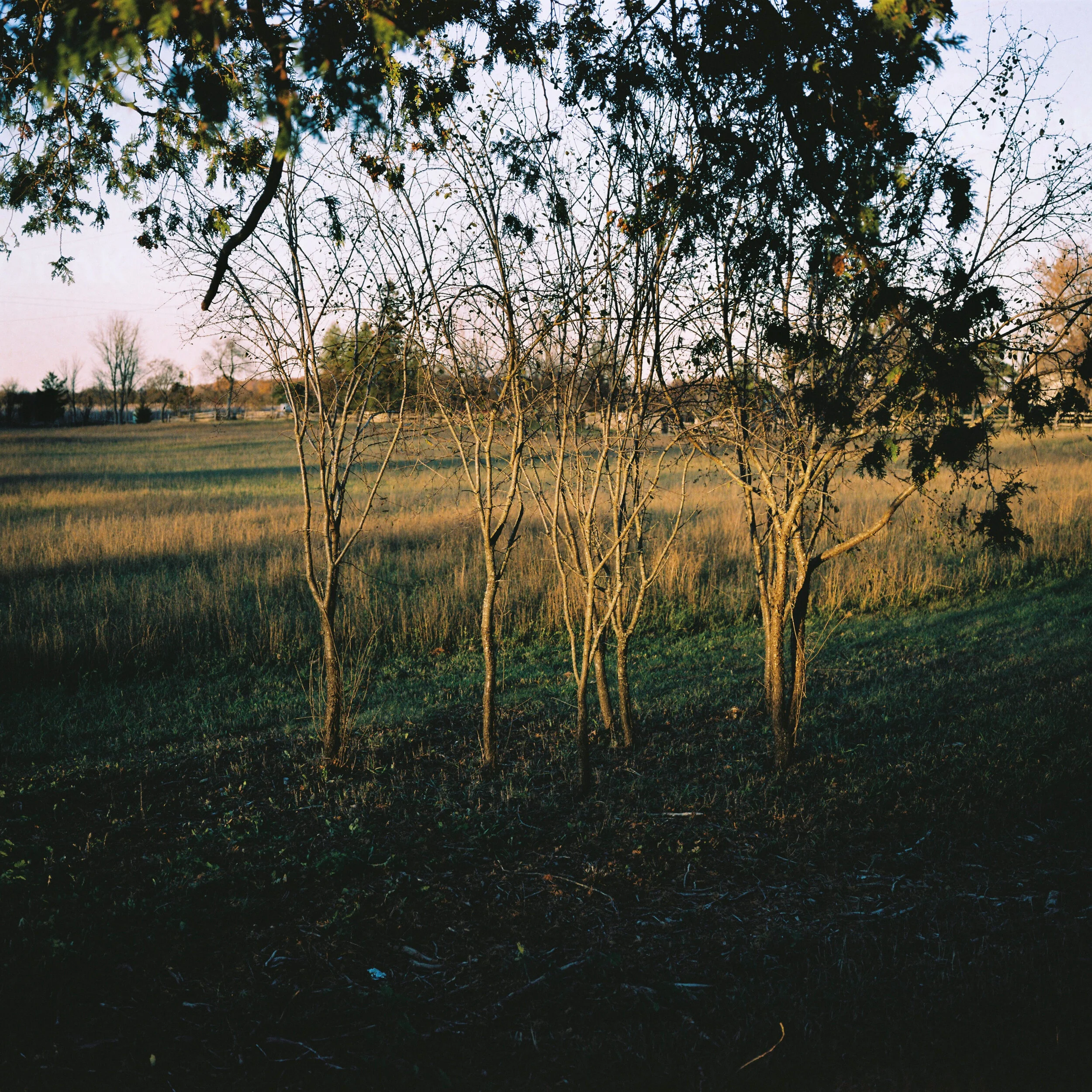 Tree buds.jpg