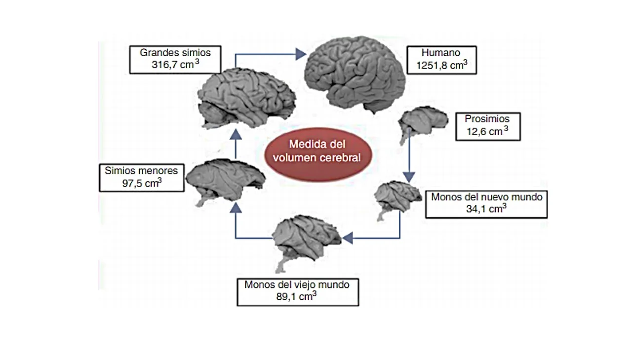 Comparación del tamaño del cerebro humano y distintos simios. Figura de Rosales, Juárez y Barros (2015)
