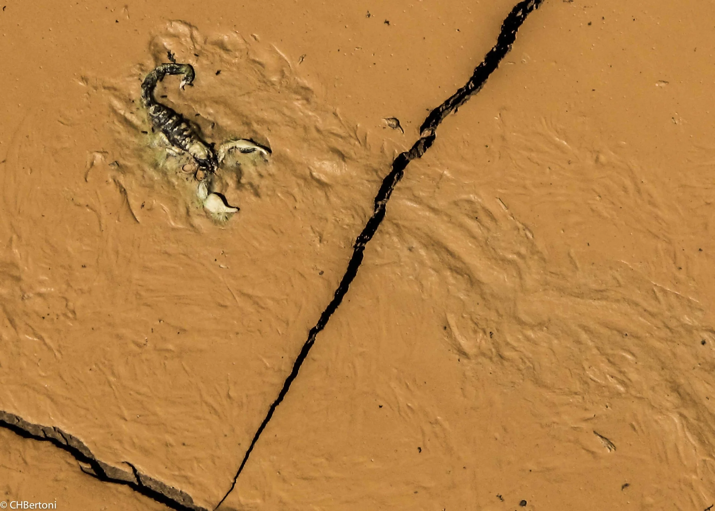 mudcrack3.jpg