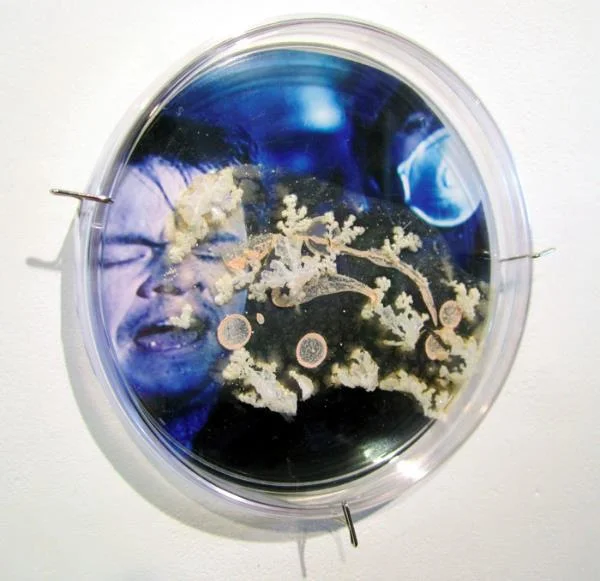 ELAINE WHITTAKER, Contagion 1, 2013. Petri dish, digital image, halobacteria, 6 x 6 inches.