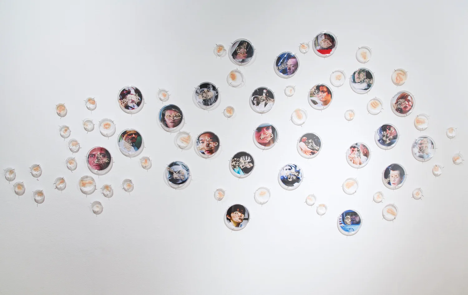  I Caught it at The Movies (detail, left side), 2013 320" x 48" x 2" Petri dishes, digital images, mylar, gouache, agar, Halobacterium sp. NRC-1