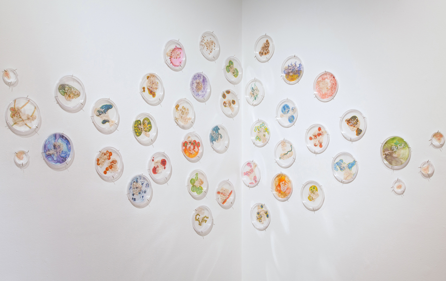 I Caught it at The Movies (detail, centre), 2013 Petri dishes, digital images, mylar, gouache, agar, Halobacterium sp. NRC-1 320" x 48" x 2"