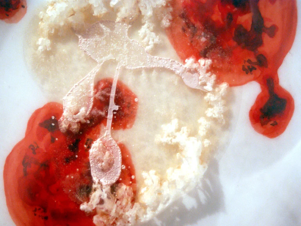 Rabies, 2013 Petri dish, mylar, gouache, agar, Halobacterium sp. NRC- 6" x 6" x 2"