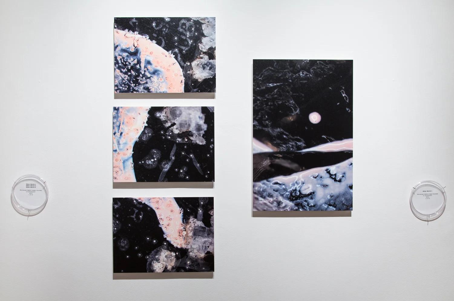 Other World 1-4 (series), 2013 Microscopy digital prints Various sizes