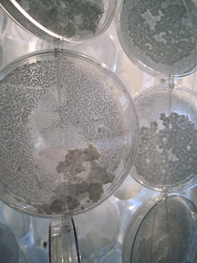 ELAINE WHITTAKER Shiver , 2014-2015 Petri dishes, monofilament, pipette tips, grown salt crystals, various sizes