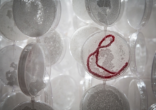 Shiver (detail 2), 2015 104" x 56" x 56" Petri dishes, grown salt crystals, wool, fishing wire, vinyl print, pipette tips, wire Photo by David Williams