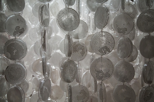 Shiver (detail 3), 2015 104" x 56" x 56" Petri dishes, grown salt crystals, wool, fishing wire, vinyl print, pipette tips, wire Photo by David Williams