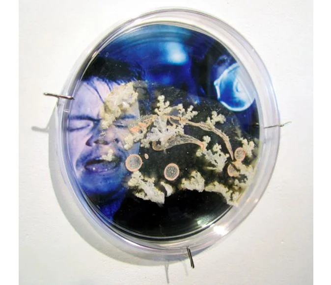 Contagion, 2013 Petri dish, digital image, agar, Halobacterium, sp. NRC-1 6" x 6" x 2"