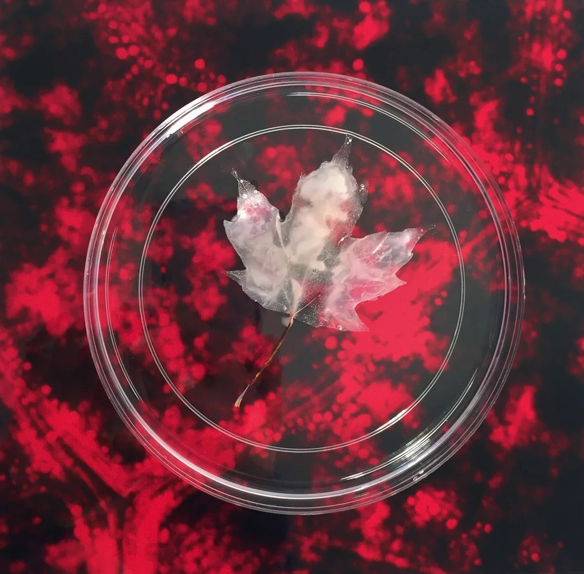 Lungs of the Earth (detail) Digital microscopy image, decellularized maple leaf with human lung epithelial cells in petri dish 8" x 8" 2018