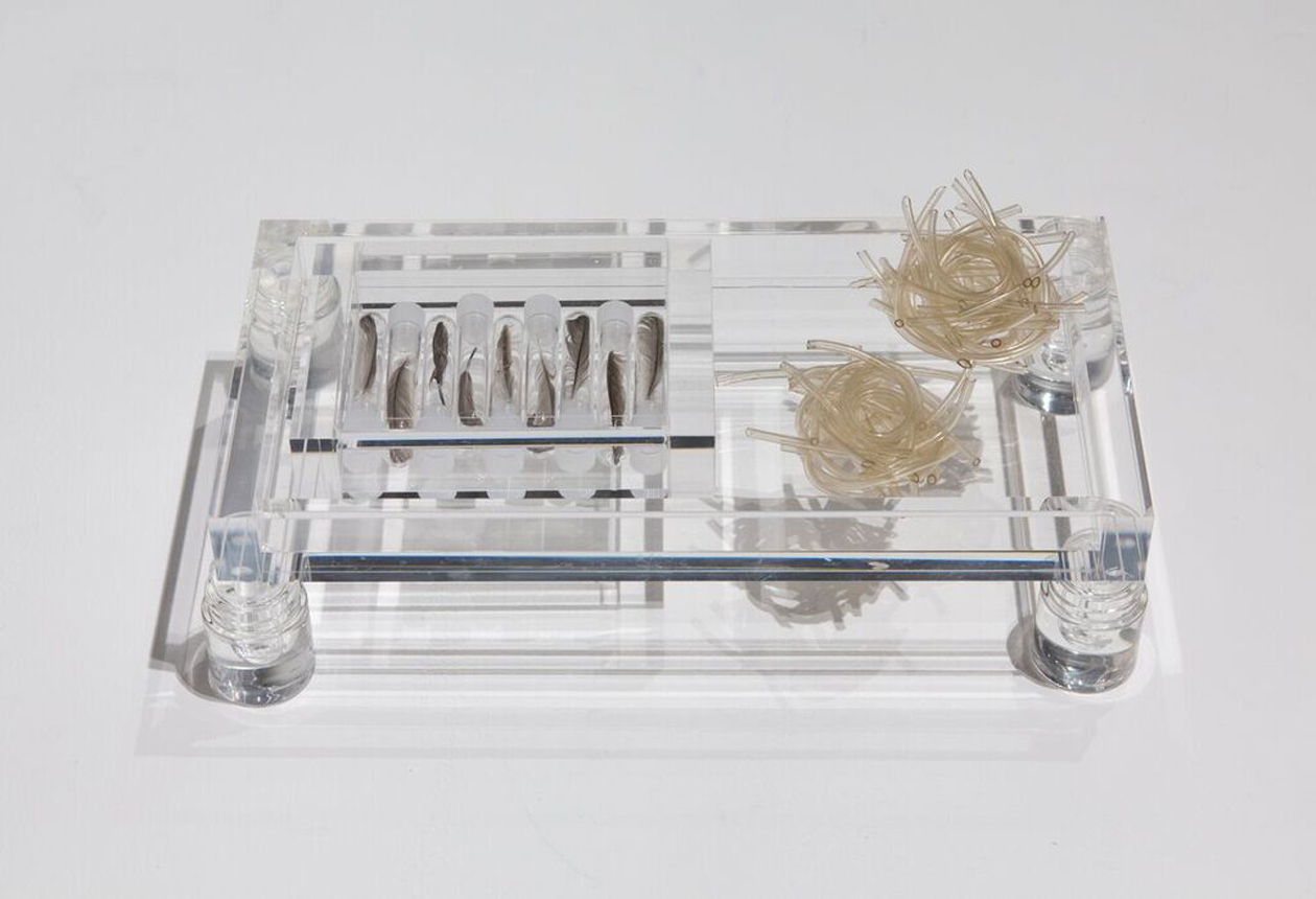 At Rest: Dwelling, 2018 Plastic tubing, sparrow feathers, test tubes, acrylic trays 6”x12”x3”